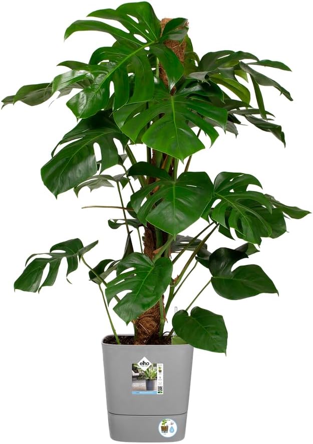 elho Greensense Aqua Care Quadrat 30 mit Integrierte Wasserspeicher - Blumentopf für Innen & Aussen