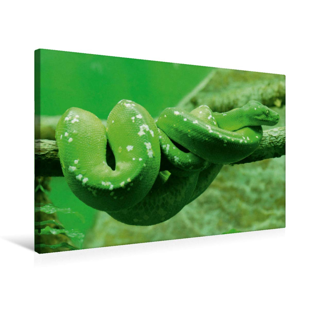 CALVENDO Grüne Baumpython (Morelia Viridis) 75L x 50B cm, 75L x 50B cm