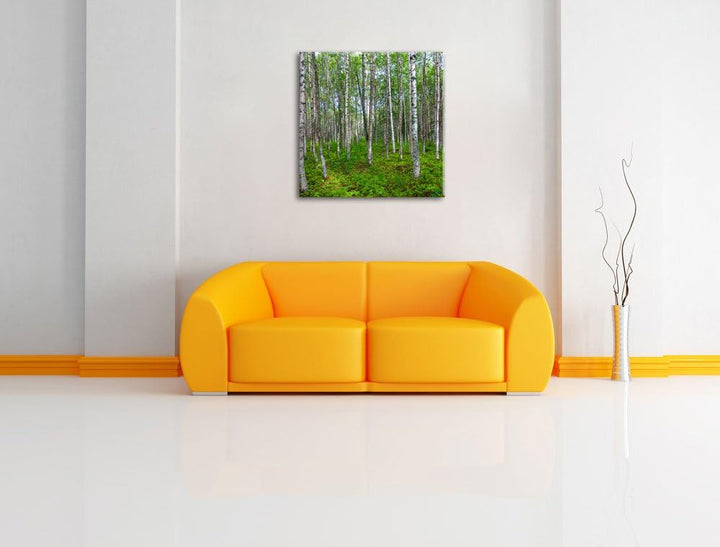 Pixxprint Birkenwald, Format: 70x70 auf Leinwand, XXL riesige Bilder fertig gerahmt mit Keilrahmen,