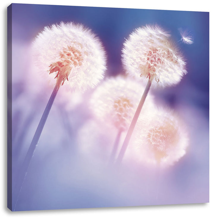 Pixxprint Pusteblumen im morgendlichen Wind als Leinwandbild/Grösse: 70x70 cm/Wandbild/Kunstdruck/fe