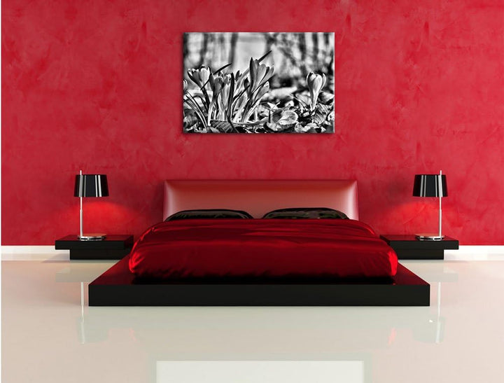 Pixxprint Exotische lila Krokusse / 100x70cm Leinwandbild bespannt auf Holzrahmen/Wandbild Kunstdruc