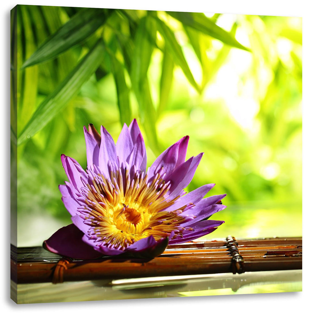 Pixxprint Seerose auf Bambus Wellness als Leinwandbild Quadratisch/Grösse: 70x70 / Wandbild/Kunstdru