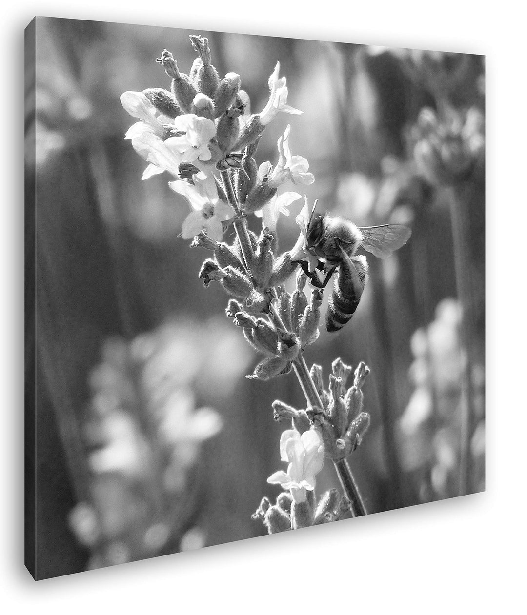 deyoli Blühender Lavendel Format: 60x60 Effekt: Schwarz&Weiss als Leinwandbild, Motiv fertig gerahmt