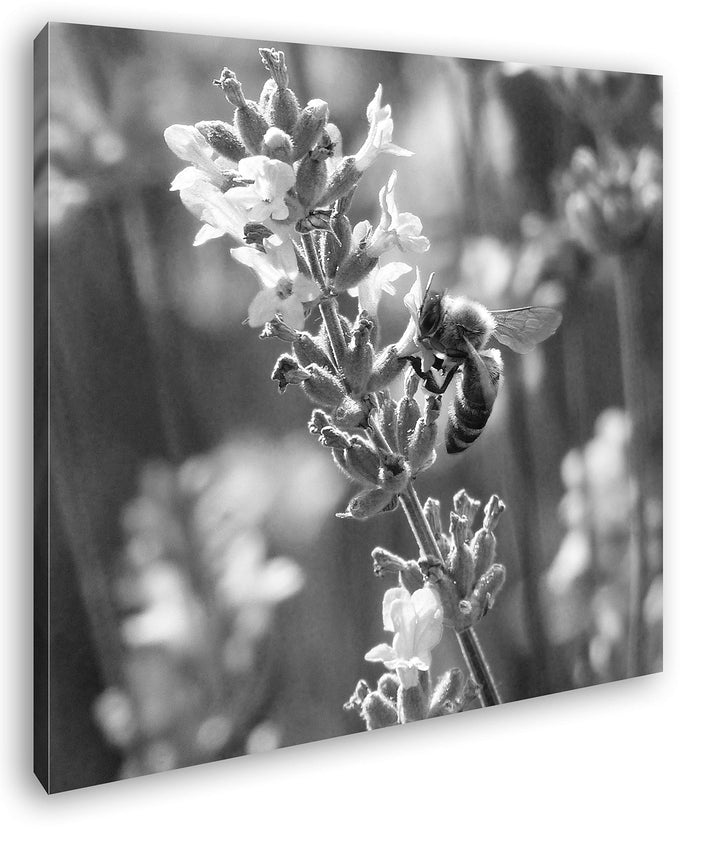 deyoli Blühender Lavendel Format: 60x60 Effekt: Schwarz&Weiss als Leinwandbild, Motiv fertig gerahmt