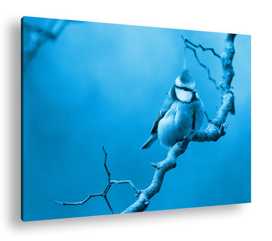 deyoli Kleiner Dicker Vogel Format: 100x70 Effekt: Monocrome Blau als Leinwand, Motiv fertig gerahmt