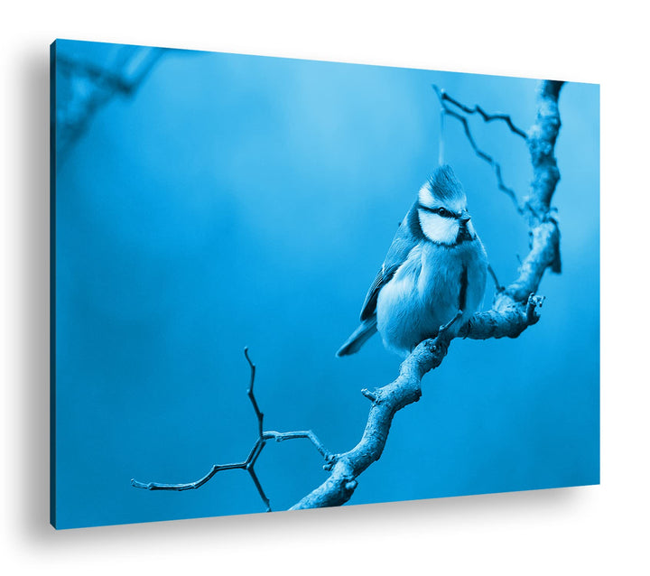 deyoli Kleiner Dicker Vogel Format: 100x70 Effekt: Monocrome Blau als Leinwand, Motiv fertig gerahmt