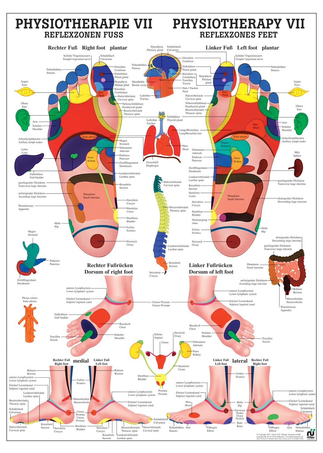 Ruediger Anatomie PHYS VII Reflexzonen Fuss Tafel, 50 cm x 70 cm, Papier