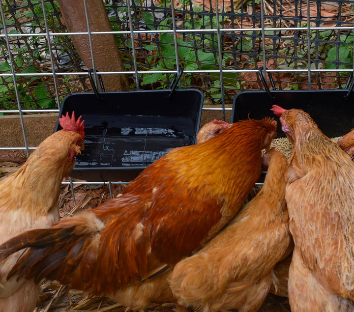 mozoba Hängender Hühner-Futterspender für Ziegen, Schafe, Hirsch, Geflügel, Enten, Hühnerzaun, Futte