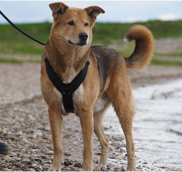 Anny-X Brustgeschirr Fun | Farbe Schwarz | Hundegeschirr in Grösse L (Brustumfang 78-96 cm) (Schwarz