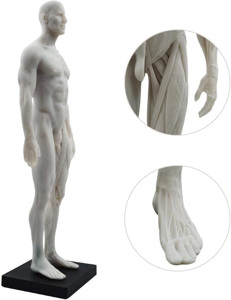 Aprodite Anatomie-Figur für Künstler, 30 cm, Weiss