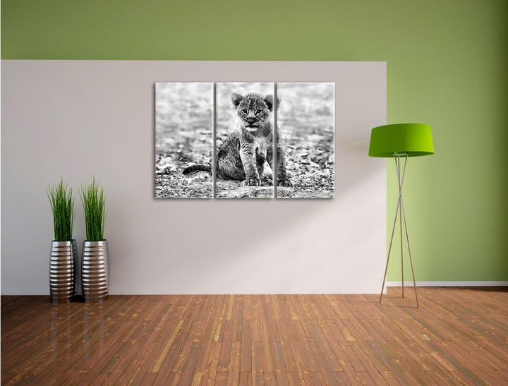 Pixxprint Verlassenes Löwenbaby als Leinwandbild/Grösse: 3 Teilig (120x80) cm/Wandbild/Kunstdruck/fe