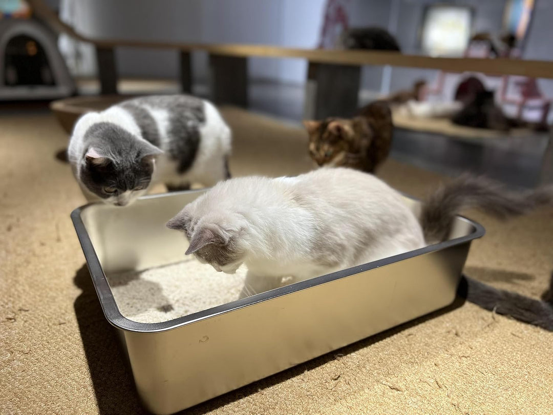 IKITCHEN Grosse Katzentoilette Edelstahl(60×40×15cm), Litter Box Katzenklo, Katzen und Kaninchen Met
