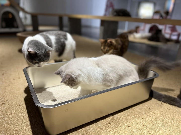 IKITCHEN Grosse Katzentoilette Edelstahl(60×40×15cm), Litter Box Katzenklo, Katzen und Kaninchen Met
