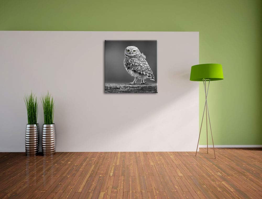 Pixxprint süsse Eule auf AST schwarz/weiss, Format: 70x70 auf Leinwand, 70x70