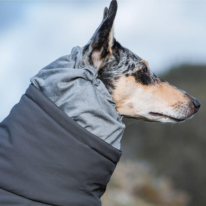 Extreme Overall Winterjacke für Hund (BlackBerry, 60M)