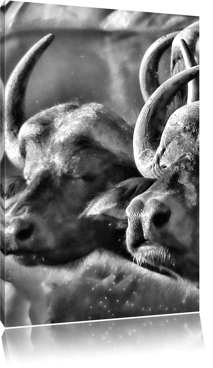 Pixxprint Monocrome, Zwei gemütliche Wasserbüffel, Format: 100x70 auf Leinwand, 100x70