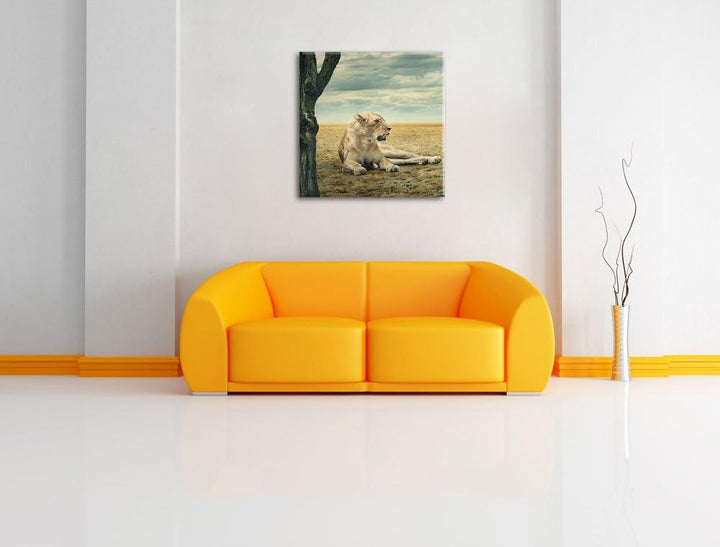Löwin Ruhe Savanne, Format: 70x70 auf Leinwand, XXL riesige Bilder fertig gerahmt mit Keilrahmen, Ku