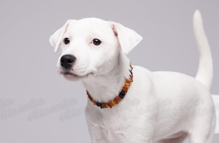 Bernsteinkette Hund, Bernstein Halsband Hund, Zeckenschutz Katze &amp; Hunde, 100% Baltischer Bernstein