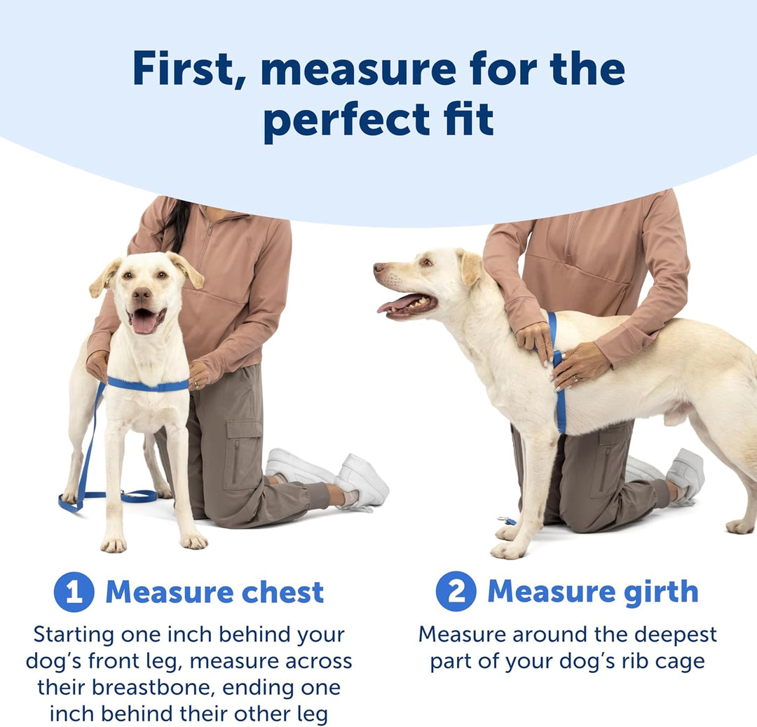 PetSafe Easy Walk Hundegeschirr Apfelgrün/Grau Medium/Large (Pack of 1), Apfelgrün/Grau Medium/Large