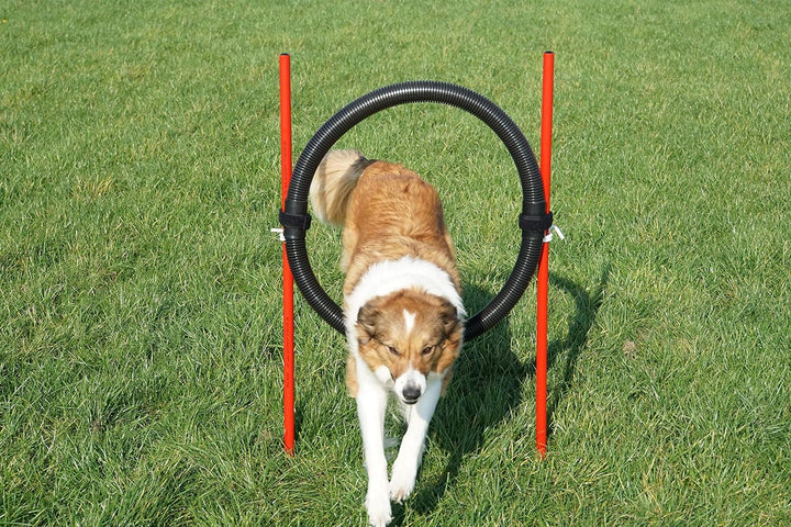 Wuzzmann Agility-Beginner-Set ROT/BLAU