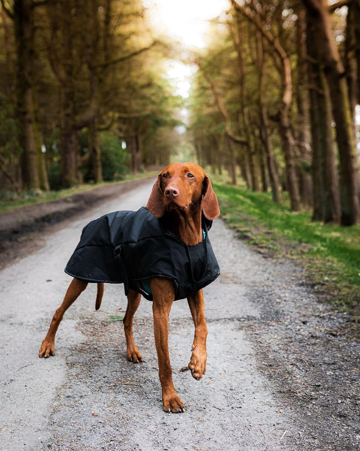 Danish Designs Hundegeschirr, 2-in-1, Schwarz 50 cm, 50 cm