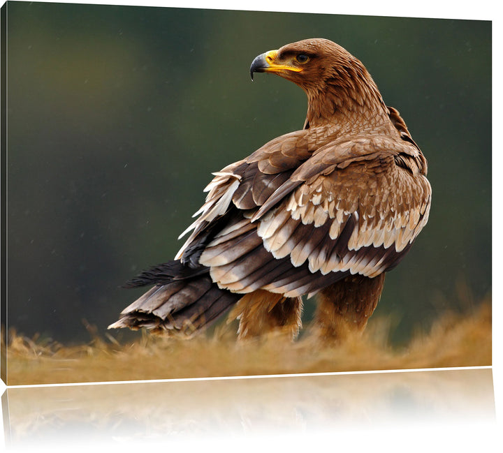 Pixxprint Einsamer Falke mit braunem Gefieder, Format: 100x70 auf Leinwand, 100x70