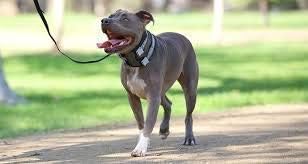 Cesar Millan Pack Leader Collar™ - Trainingshalsband des Hundeflüsterers Cesar Millan (Gross, Blau)