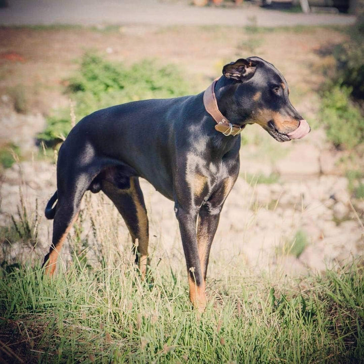 Bestia™ "Classic Echtleder Hundehalsband. 100% Leder. Weich gepolstert. TOP Qualität! S- Halsumfang