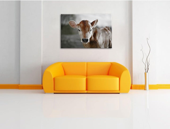 Pixxprint Junge Kuh Kälbchen als Leinwandbild/Grösse: 100x70 cm/Wandbild/Kunstdruck/fertig bespannt,