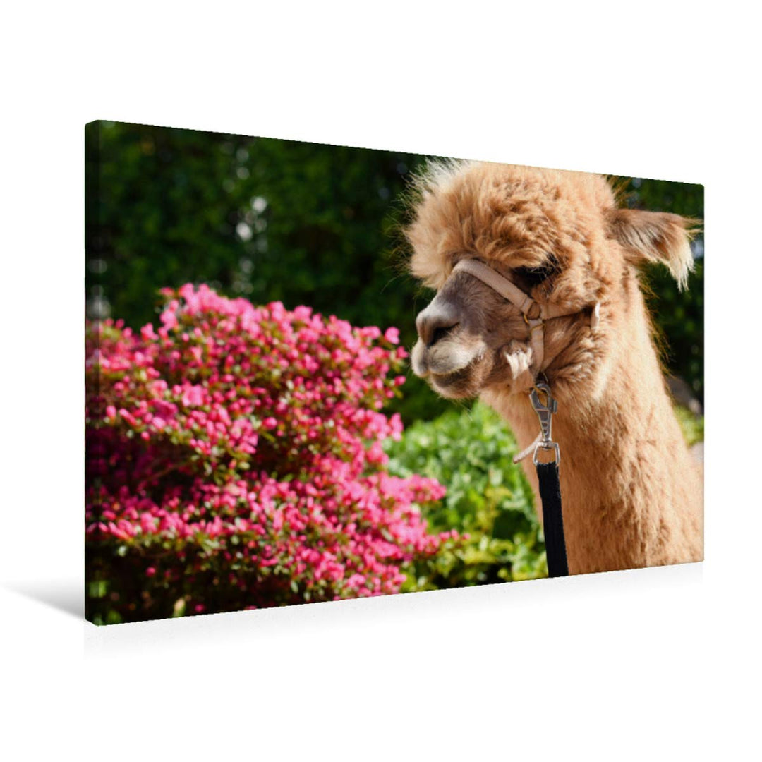 Premium Textil-Leinwand 75 x 50 cm Quer-Format Alpaka vor Zwergrhododendron | Wandbild, HD-Bild auf