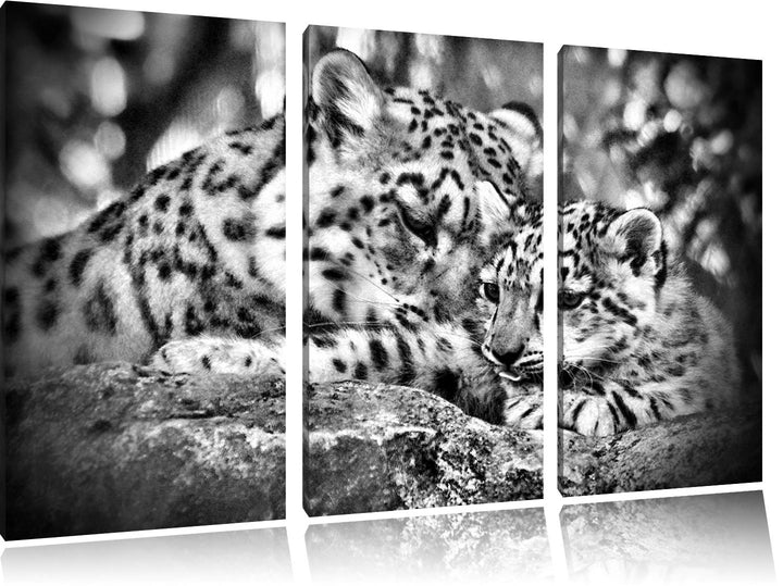 Pixxprint Leopard mit Jungtier als Leinwandbild/Grösse: 3 Teilig (120x80) / Wandbild/Kunstdruck/fert
