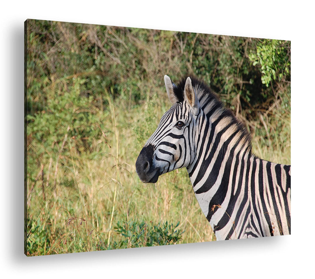 deyoli edles Zebra Format: 80x60 als Leinwand, Motiv fertig gerahmt auf Echtholzrahmen, Hochwertiger
