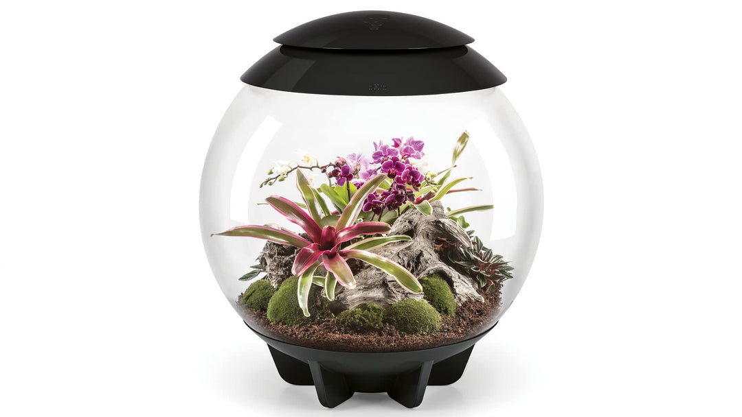 biOrb 72557 biOrb AIR 60 schwarz, Automatisches Terrarium zur bequemen Pflanzenpflege, Acryl, schwar