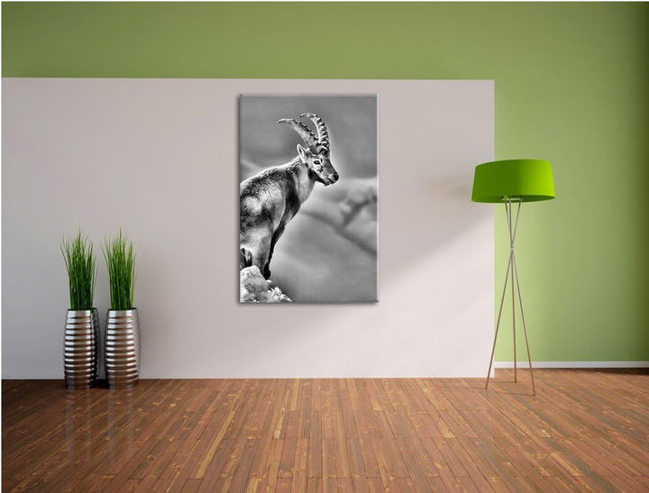 Pixxprint Steinbock im Schnee als Leinwandbild/Grösse: 100x70 / Wandbild/Kunstdruck/fertig bespannt,