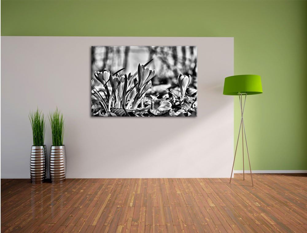 Pixxprint Exotische lila Krokusse / 100x70cm Leinwandbild bespannt auf Holzrahmen/Wandbild Kunstdruc
