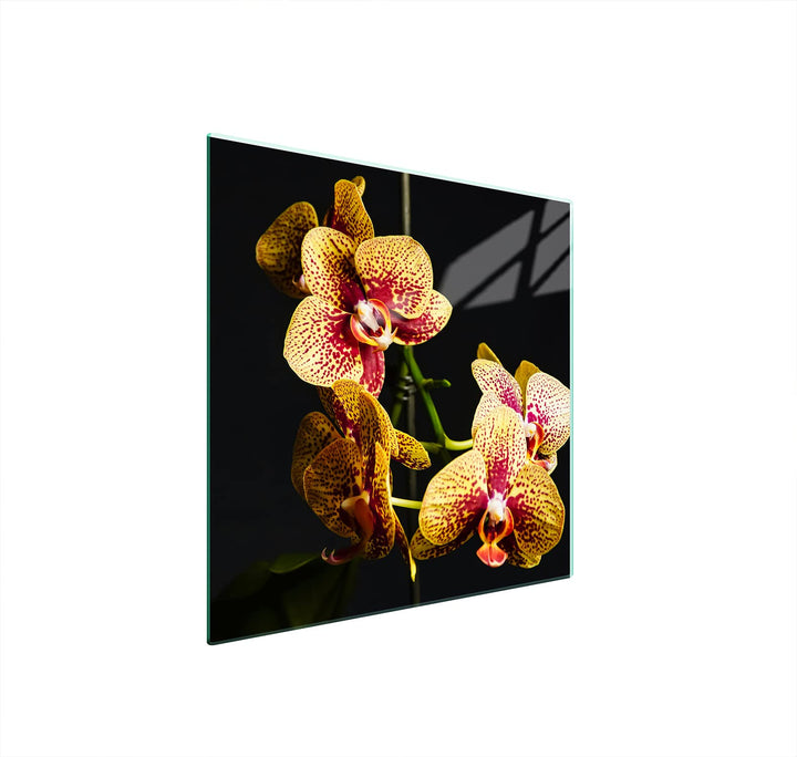 DarHuas Herdabdeckplatte 50x52 cm 1-teilig Ceranfeldabdeckung Induktion Herdschutz Spritzschutz Glas