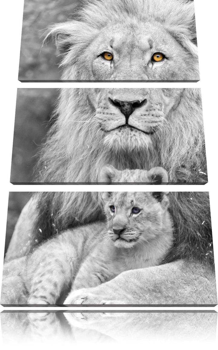 Pixxprint liebevoller Löwe kuschelt mit Jungtier schwarz/weiss 3-Teiler Leinwandbild 120x80 Bild auf