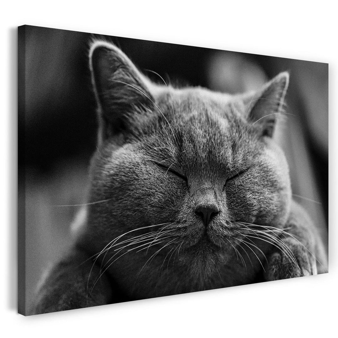 Leinwand (80x60cm): Katze dunkelgrau Katzenbilder Tierbilder 80x60 cm, 80x60 cm