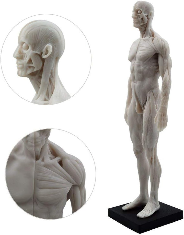 Aprodite Anatomie-Figur für Künstler, 30 cm, Weiss