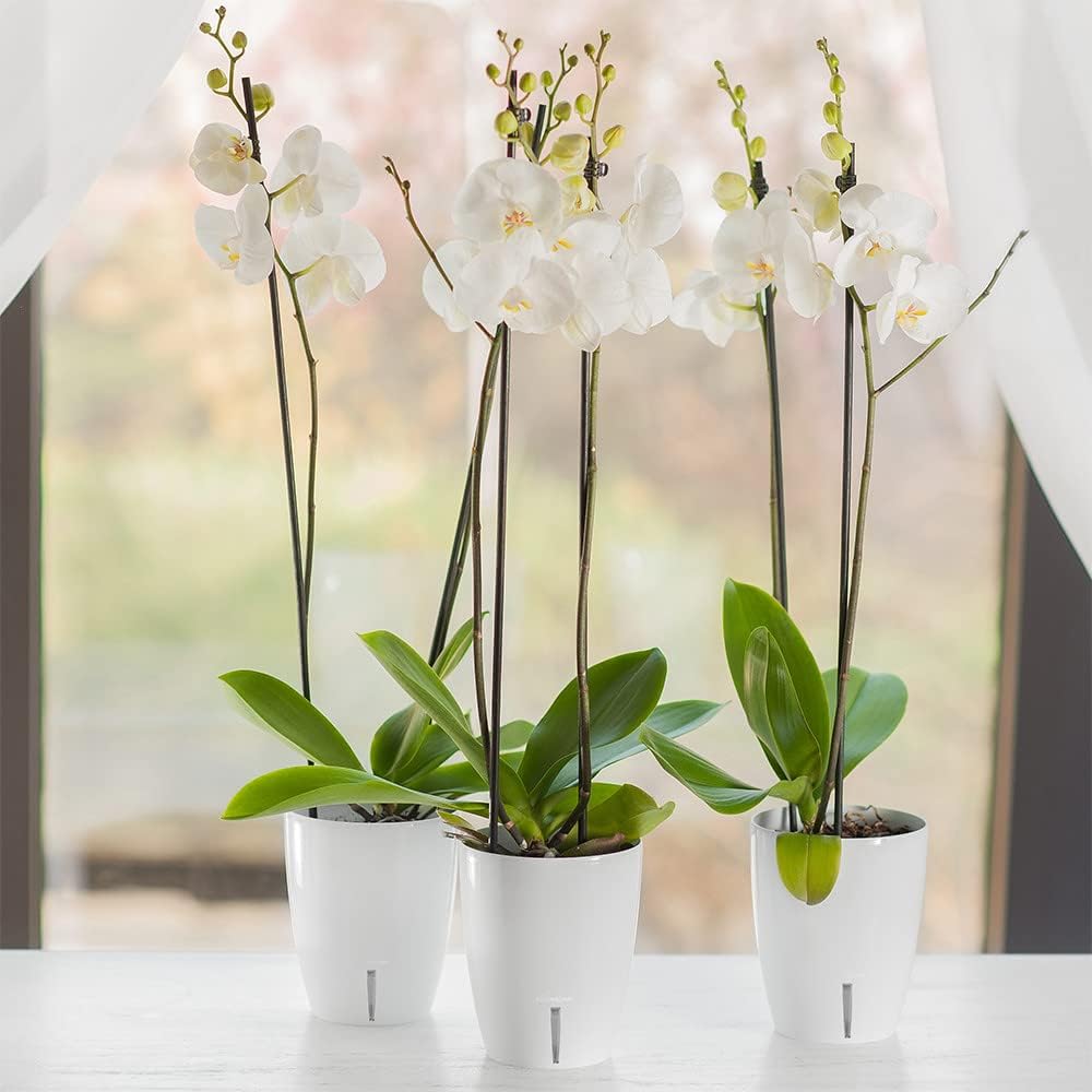 Santino 4er-Set Orchideentopf D 12cm Selbstbewässernder Topf mit Dochtsystem und Wasserstandsanzeige