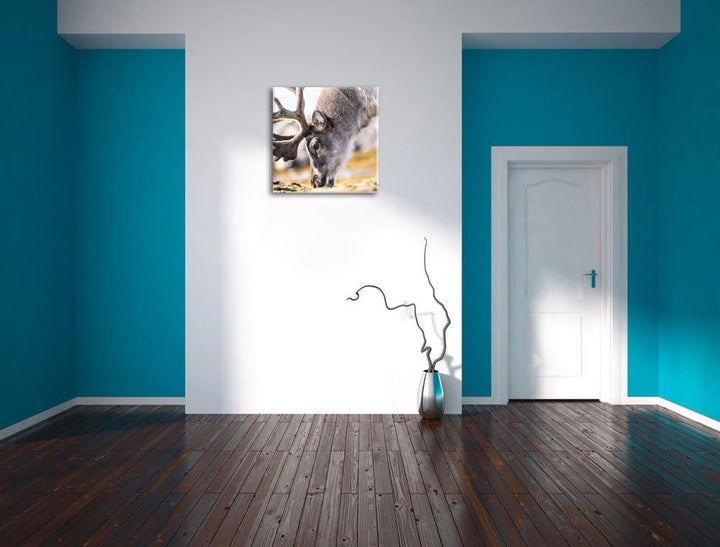 süsses Rentier beim Essen, Format: 70x70 auf Leinwand, XXL riesige Bilder fertig gerahmt mit Keilrah