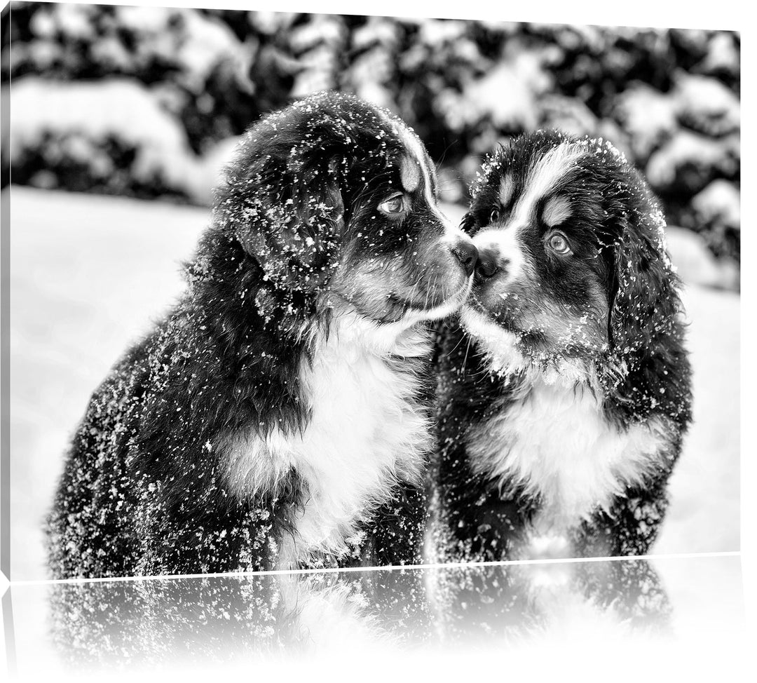 Pixxprint Bernersennen Hunde Welpen / 100x70cm Leinwandbild bespannt auf Holzrahmen/Wandbild Kunstdr