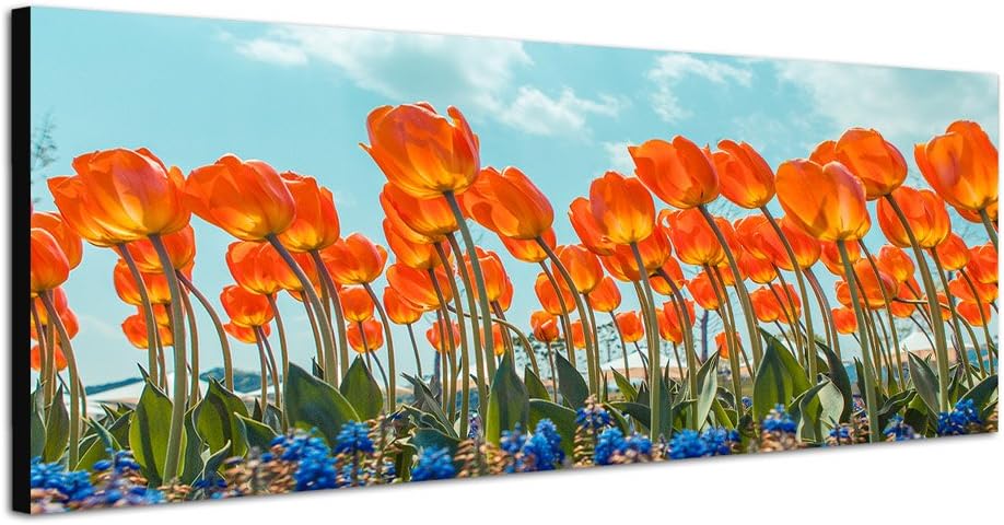 Paul Sinus Art Panoramabild auf Leinwand und Keilrahmen 150x50cm Tulpenfeld Blumen Himmel Frühling