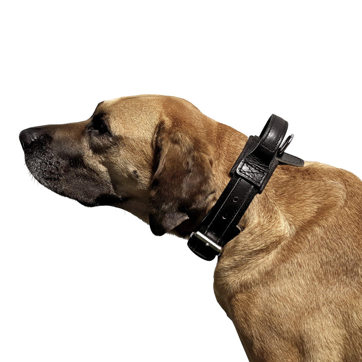 Dingo Gear Halsband für Hund ''Drago'' aus Band Amortisiert Schwarz mit Griff Handgefertigt S04023 4