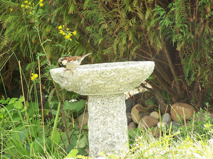 Gebrüder Lomprich Vogelbad aus Granit mit Fuss (1 Steinvogel am Rand sitzend)