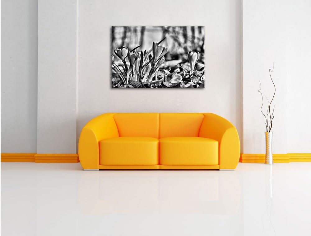 Pixxprint Exotische lila Krokusse / 100x70cm Leinwandbild bespannt auf Holzrahmen/Wandbild Kunstdruc