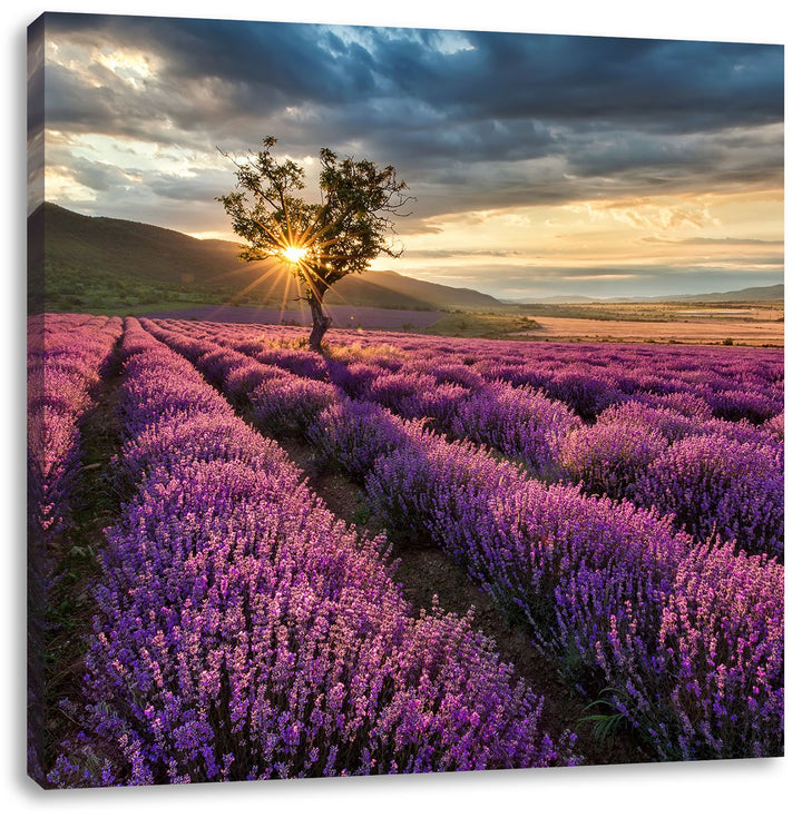 Pixxprint Lavendel Provence mit Baum als Leinwandbild/Grösse: 70x70 cm/Wandbild/Kunstdruck/fertig be
