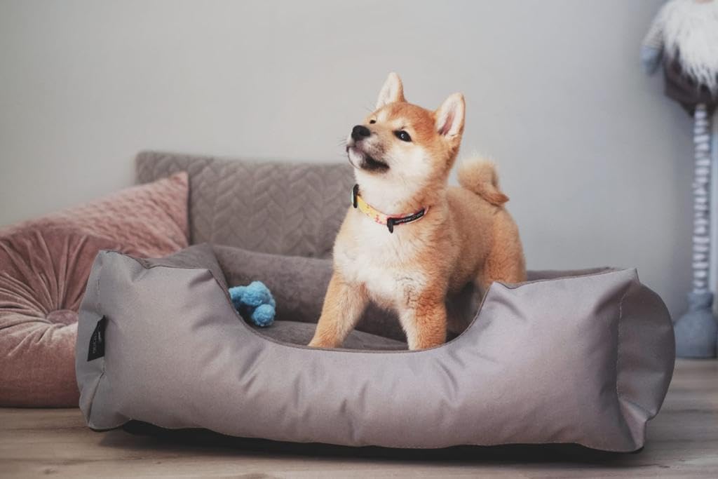 BedDog Hundebett Zara, Hundekissen mit abziehbaren waschbaren Bezug, Hundekorb, Hundesofa, für mitte