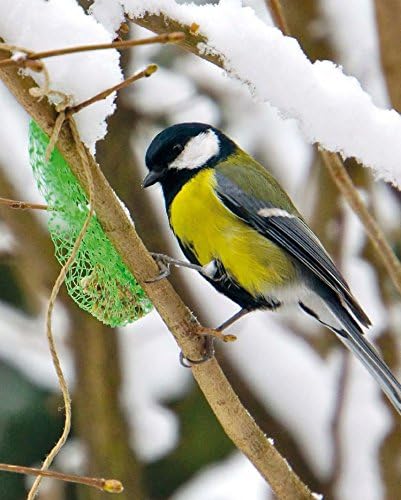 ERDTMANNS - 100 Meisenknödel für Wildvögel mit Netz im Eimer