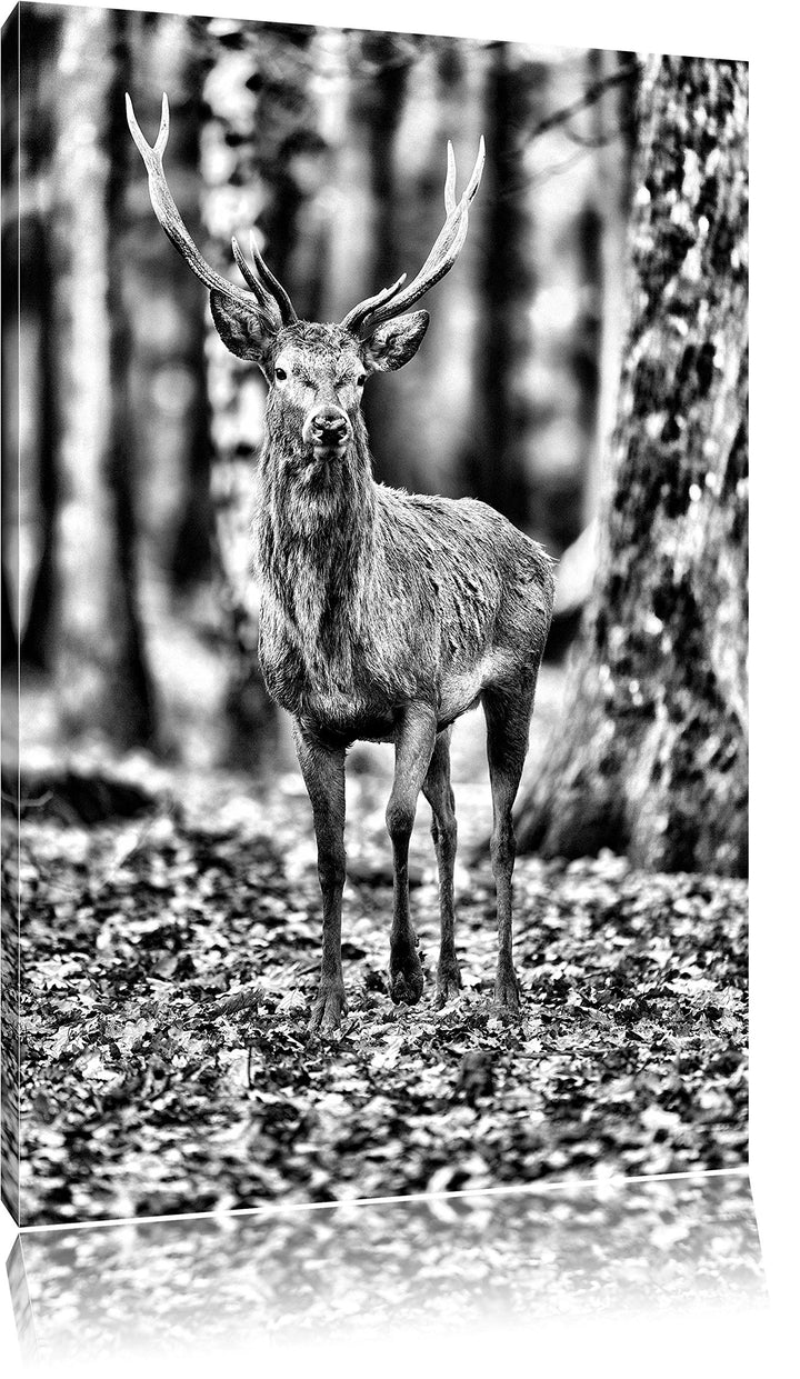 Pixxprint Monocrome, Schöner Hirsch im Wald, Format: 100x70 auf Leinwand, 100x70
